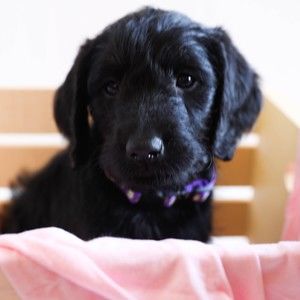 Meet your Posher, Petra